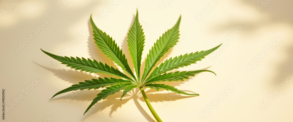 Cannabis Leaf on Cream Background Cannabis Leaf on Cream Background
