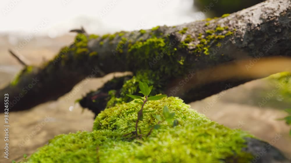 Mountain River runs at morning in slow motion Mountain River runs at morning in slow motion