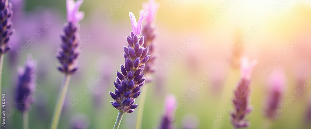 Obraz premium Close-up of Lavender Flower in Bloom, Soft Sunlight