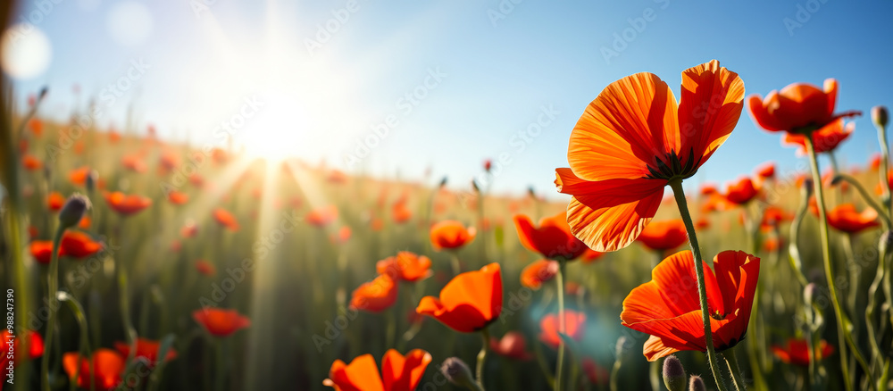 Poppy Field with Sun Rays