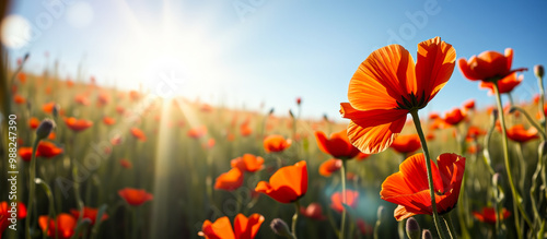 Obraz na płótnie Poppy Field with Sun Rays w salonie