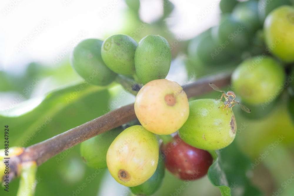 Red Coffee berries near ripeness on branch field,Coffee cherries are almost ripe.harvesting Robusta and arabica coffee berries by agriculturist hands, Harvest arabica coffee berries on its branch Red Coffee berries near ripeness on branch field,Coffee cherries are almost ripe.harvesting Robusta and arabica coffee berries by agriculturist hands, Harvest arabica coffee berries on its branch