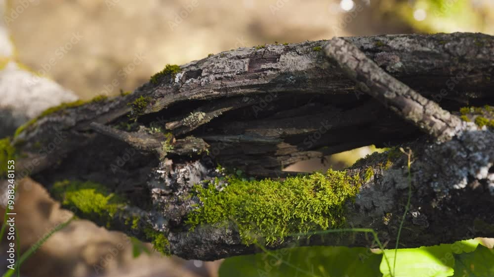Mountain River runs at morning in slow motion Mountain River runs at morning in slow motion