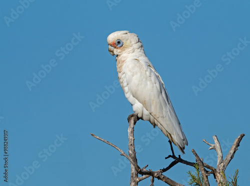 A Little Corella on a Branch