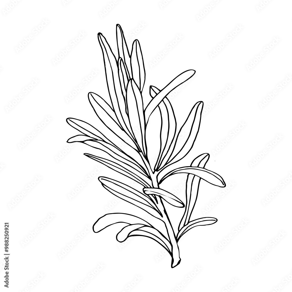 Sketch ink drawing of rosemary branch. Hand drawn floral silhouette, condiment and spice for meat,main dish, vector clipart. Illustration for medicine and cosmetics packing design. Card,invitation Sketch ink drawing of rosemary branch. Hand drawn floral silhouette, condiment and spice for meat,main dish, vector clipart. Illustration for medicine and cosmetics packing design. Card,invitation
