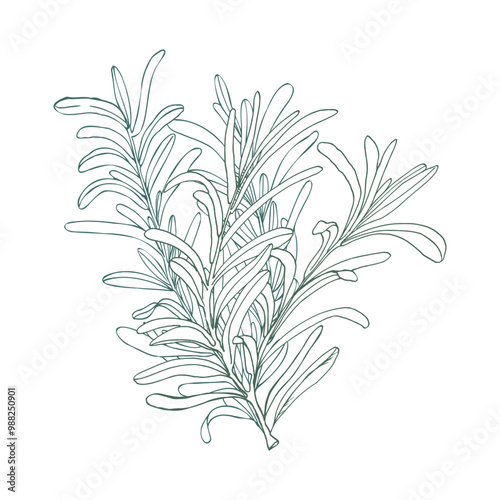 Rosemary spice ink graphics bouquet illustration. Hand drawn vector floral composition, condiment and food for restaurant menu, mat place, kitchen design