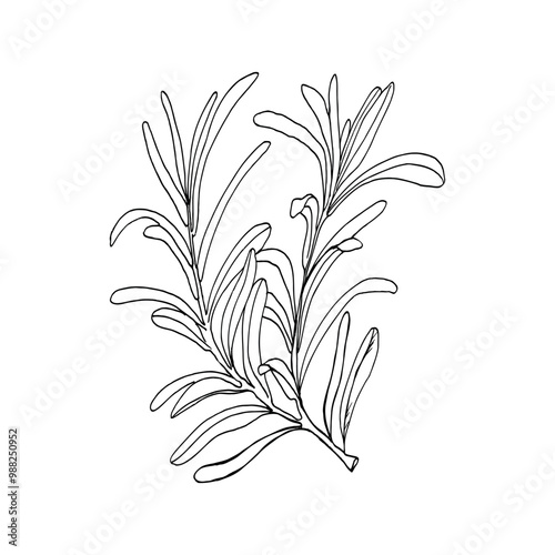 Rosemary twig ink graphics hand drawn illustration. Vector spice element, botanical branch with leaves , condiment for meat, soap. Black silhouette for product packing, logo, label, web design