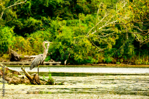 great blue heron ardea herodias in city park  shot toronto islands september room for text suitable as background photo