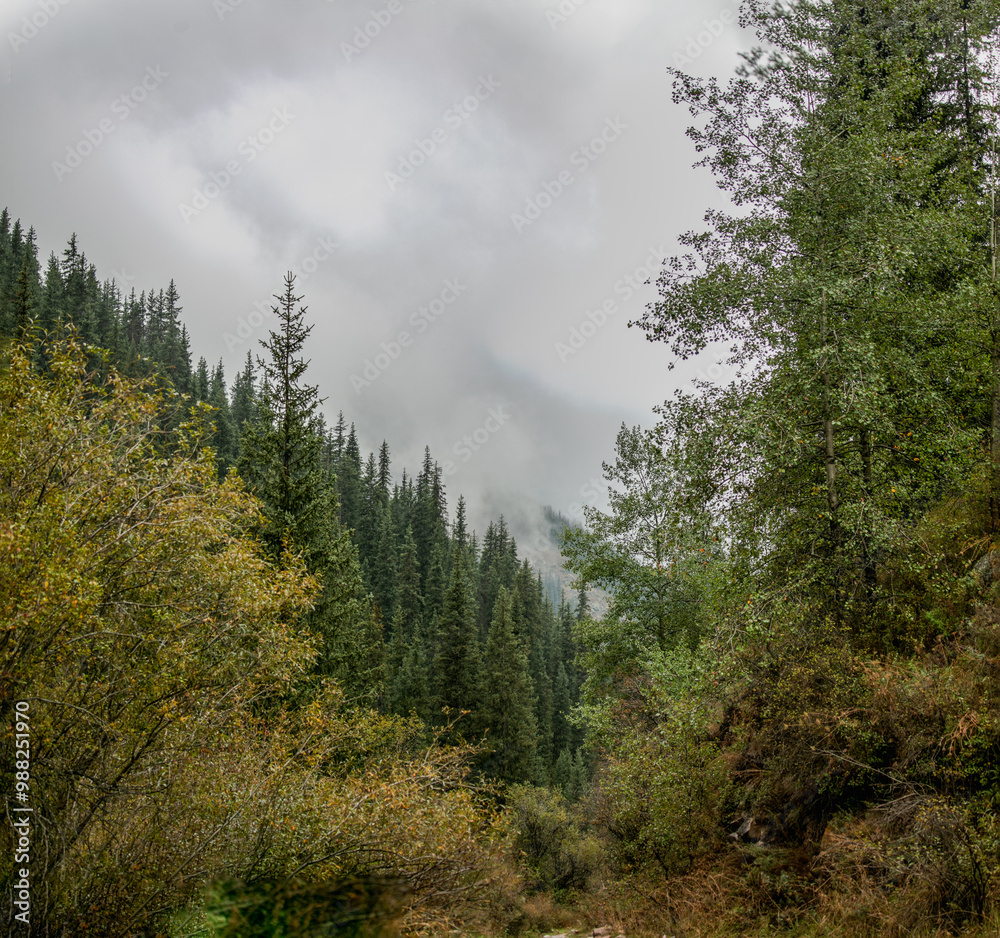 Obraz premium the forest in the mountains