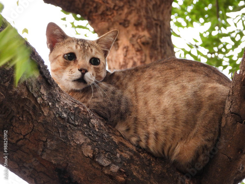 cat on a tree