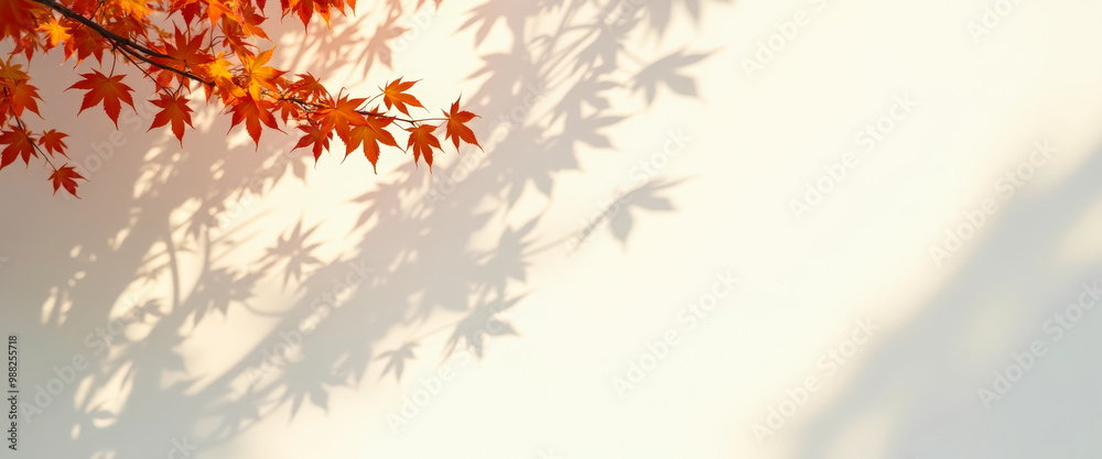 Autumn Leaves Shadow on White Wall Autumn Leaves Shadow on White Wall
