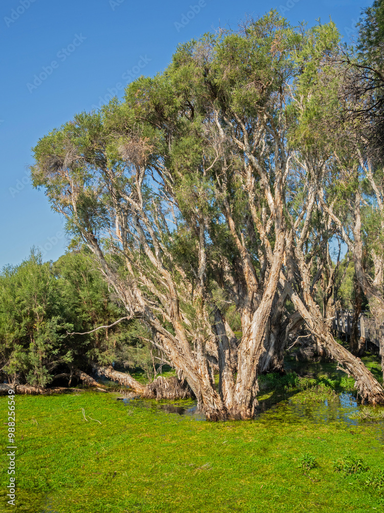 Fototapeta premium A Paperbark Tree