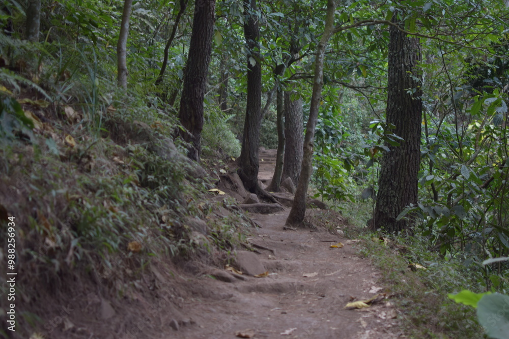 beautiful view of the green forest beautiful view of the green forest