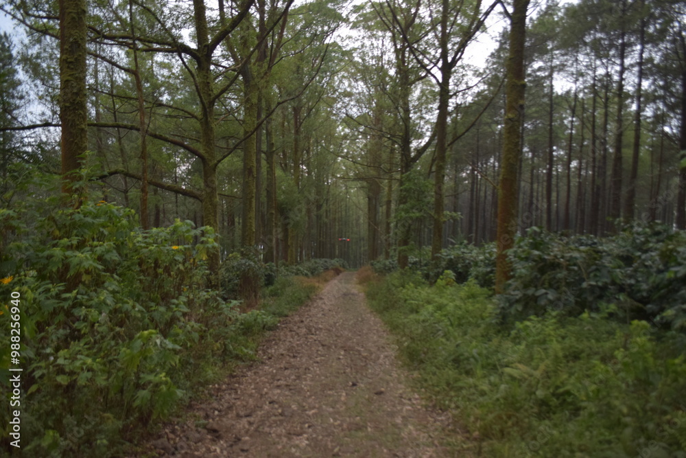 beautiful view of the green forest beautiful view of the green forest