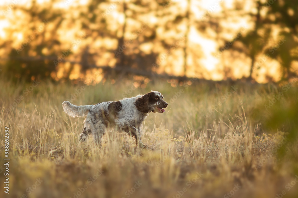 English Springer spaniel in the field. Hunting with a dog. English Springer spaniel in the field. Hunting with a dog.