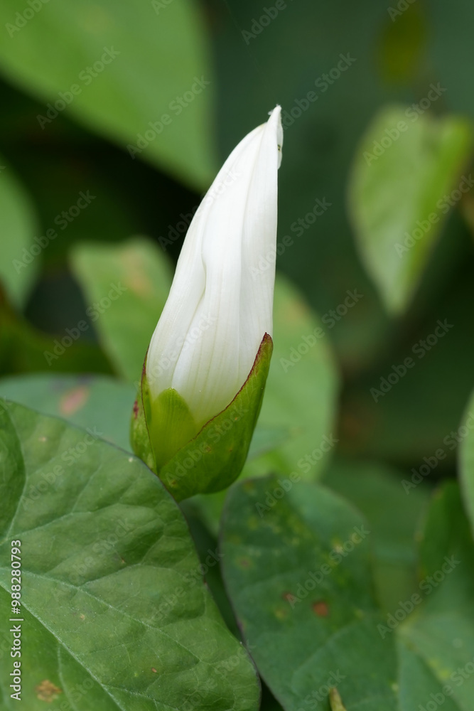 Obraz premium Closeup on an emerging white flower of field bindweed Convolvulus arvensis