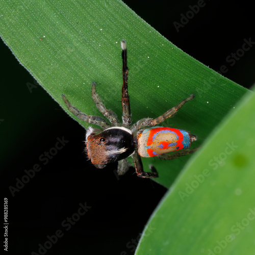 Male Peacock Spider with Orange and Blue Abdomen Resting on a Leaf - Maratus pavonis
 photo