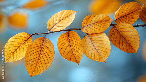 Close-up view of vibrant orange leaves against a soft blue background, showcasing the beauty of autumn foliage in nature.