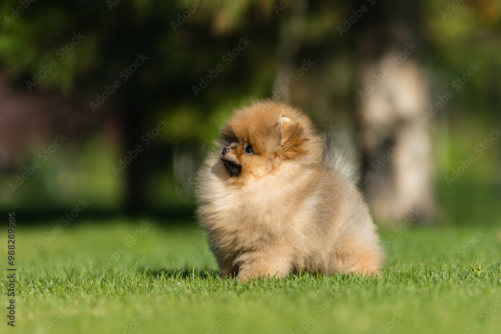 a German Pomeranian puppy in the park a German Pomeranian puppy in the park