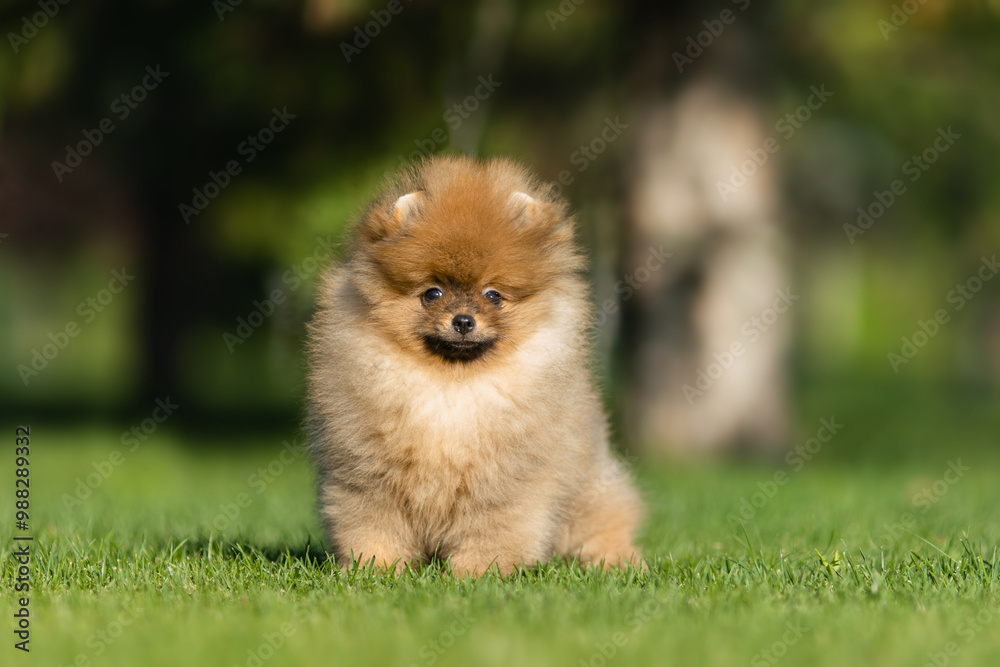 a German Pomeranian puppy in the park a German Pomeranian puppy in the park