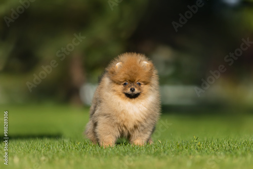 a German Pomeranian puppy in the park