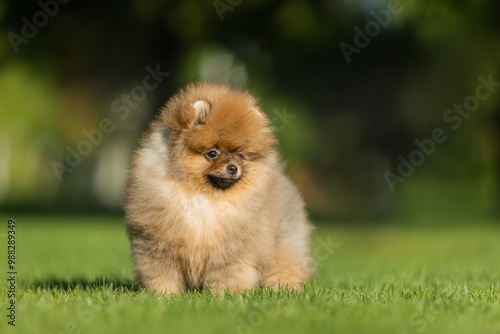 a German Pomeranian puppy in the park