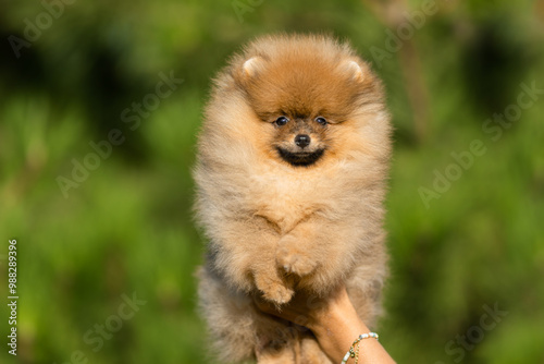 a German Pomeranian puppy in the park