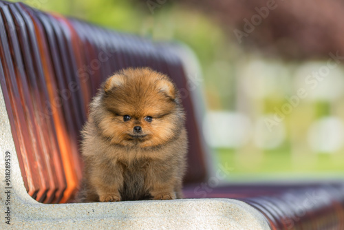 a German Pomeranian puppy in the park photo