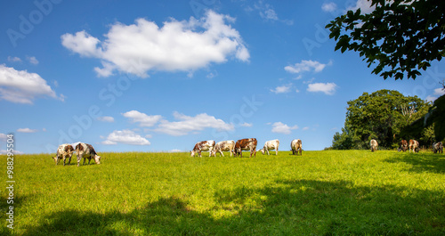 Troupeau de vaches laitière au milieu des champs et de l'herbe verte au printemps.