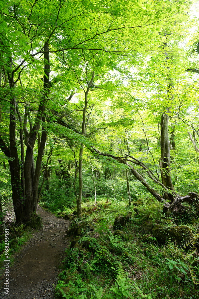 Naklejka premium refreshing spring forest with fine path