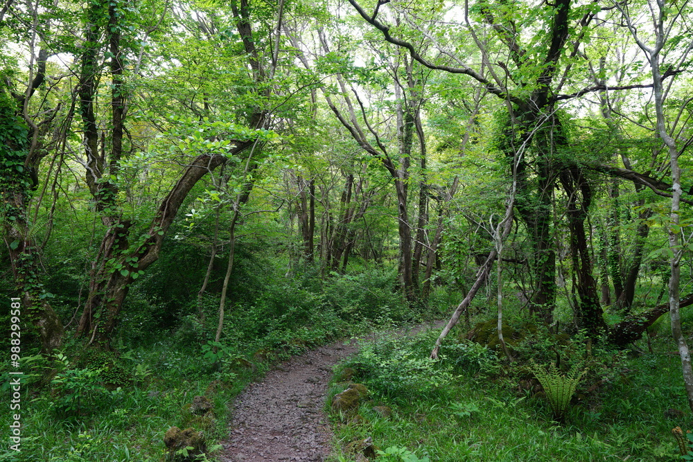 fine spring path through fresh ferns and old trees fine spring path through fresh ferns and old trees