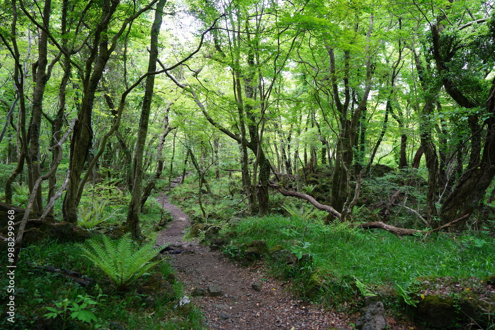 fine spring path through fresh ferns and old trees fine spring path through fresh ferns and old trees