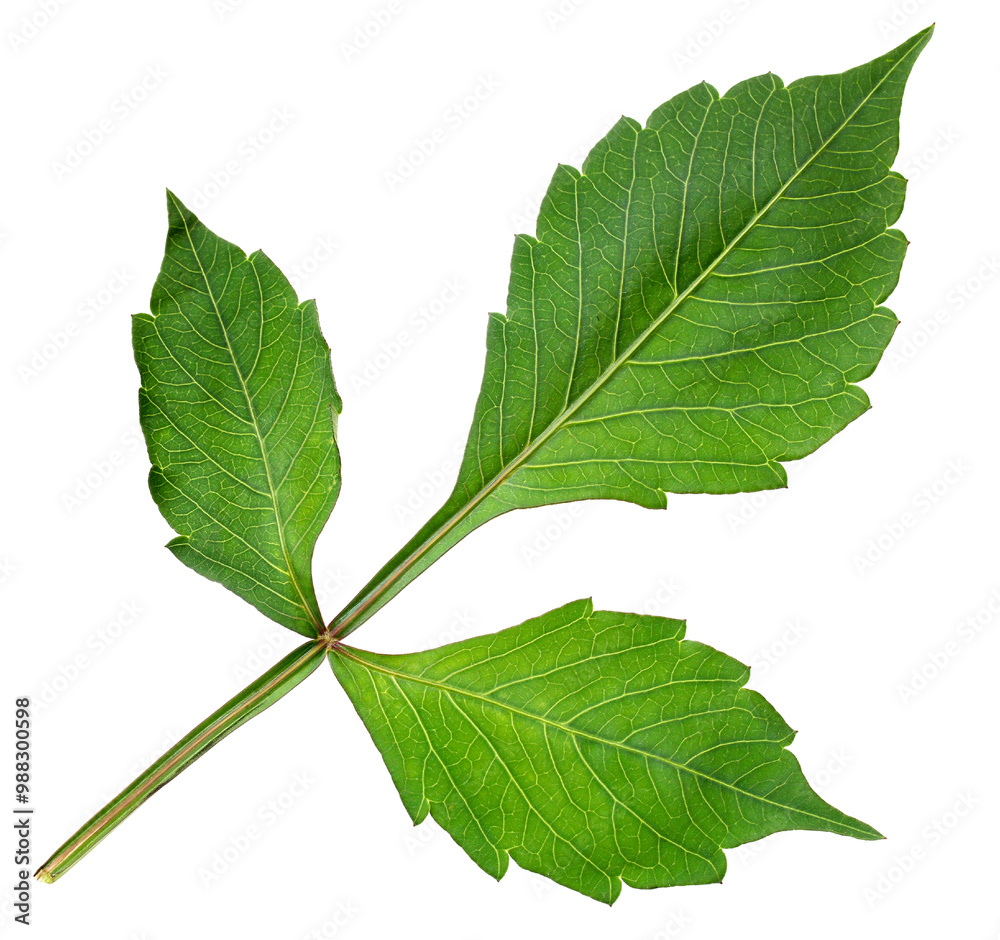 isolated green dahlia leaf. herbarium. isolated green dahlia leaf. herbarium.