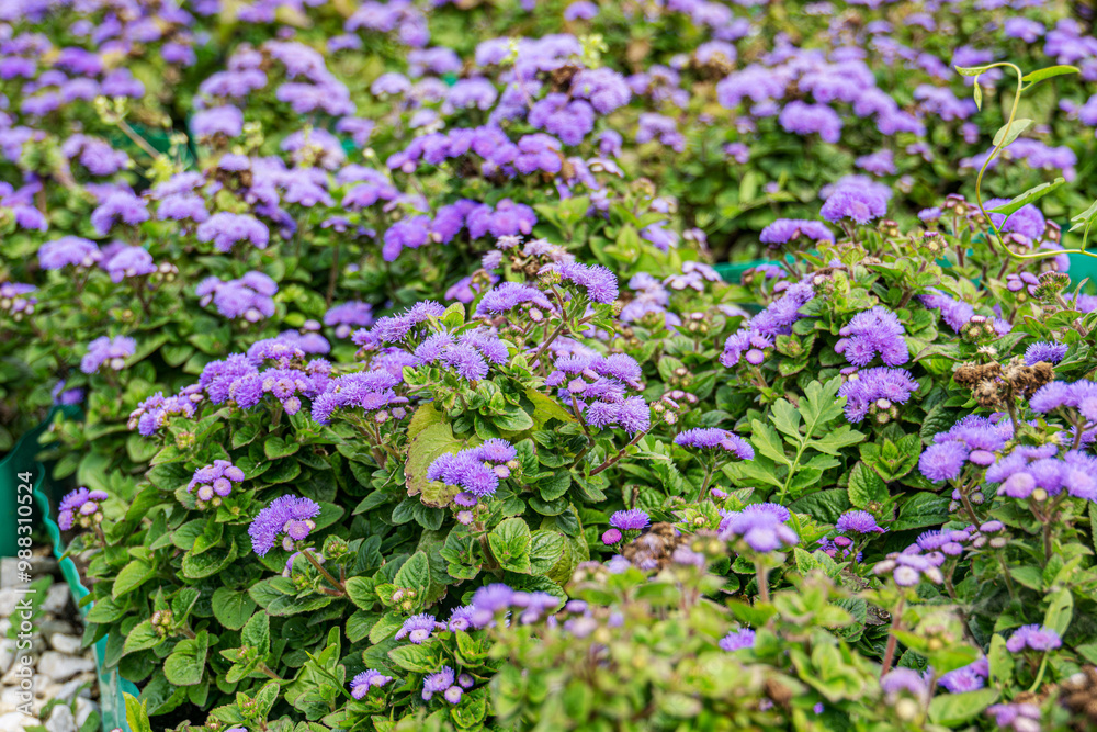 Blooming Floss flowers (Ageratum houstonianum) in blue fluff haired corymbs shapes. Purple flowers in the summer garden. Blooming Floss flowers (Ageratum houstonianum) in blue fluff haired corymbs shapes. Purple flowers in the summer garden.