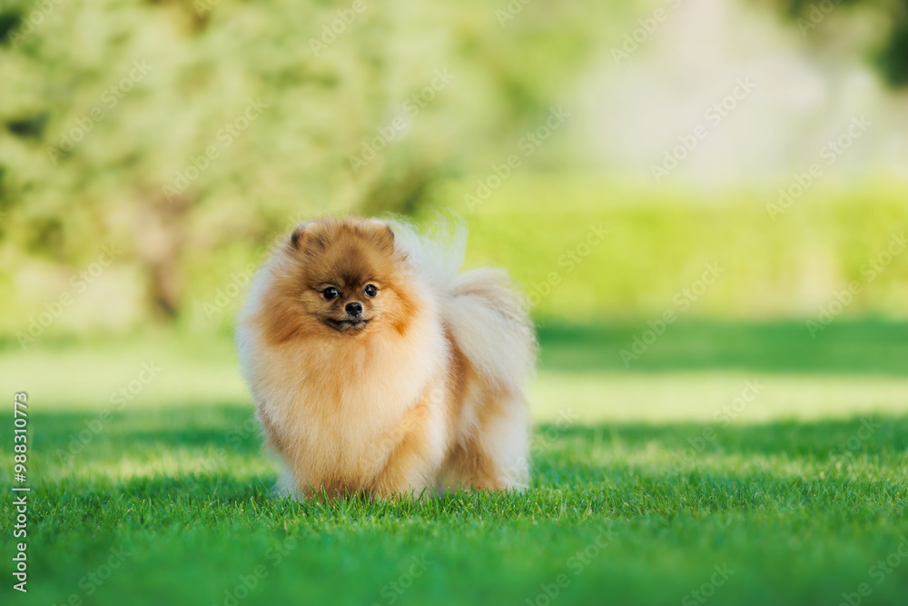 German Pomeranian dog in the park German Pomeranian dog in the park