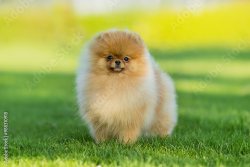 German Pomeranian dog in the park photo