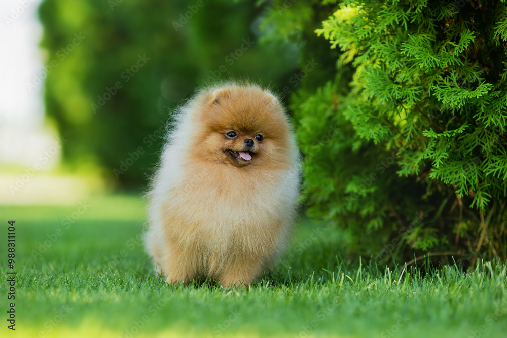 German Pomeranian dog in the park German Pomeranian dog in the park