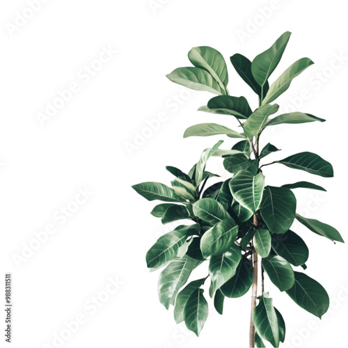 Calanthe orb folia green natural leaves on white and transparent background. PNG cutout. photo