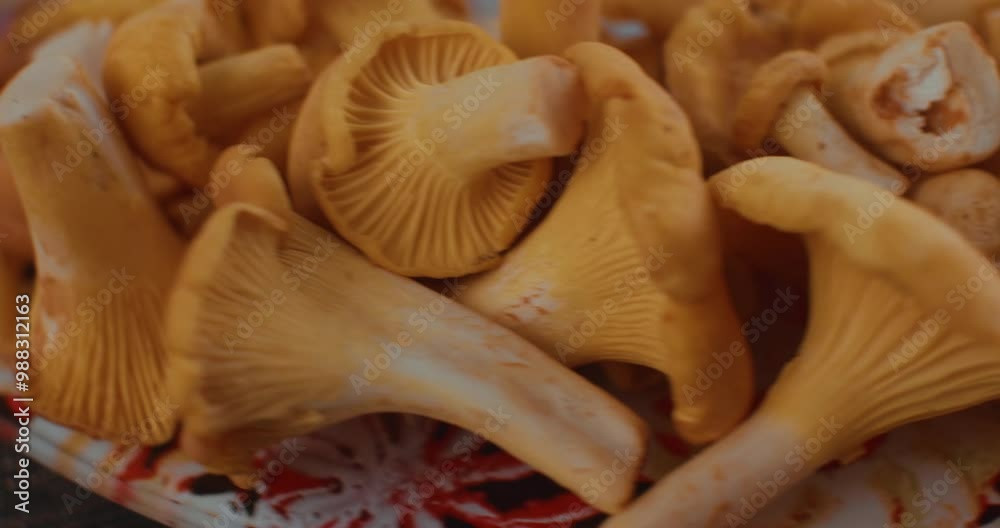 Close-up of a chef holding a plate filled with fresh chanterelles, showing off the colorful ingredient ready to cook. Chanterelle mushrooms highlight the essence of gourmet and healthy cuisine. Close-up of a chef holding a plate filled with fresh chanterelles, showing off the colorful ingredient ready to cook. Chanterelle mushrooms highlight the essence of gourmet and healthy cuisine.