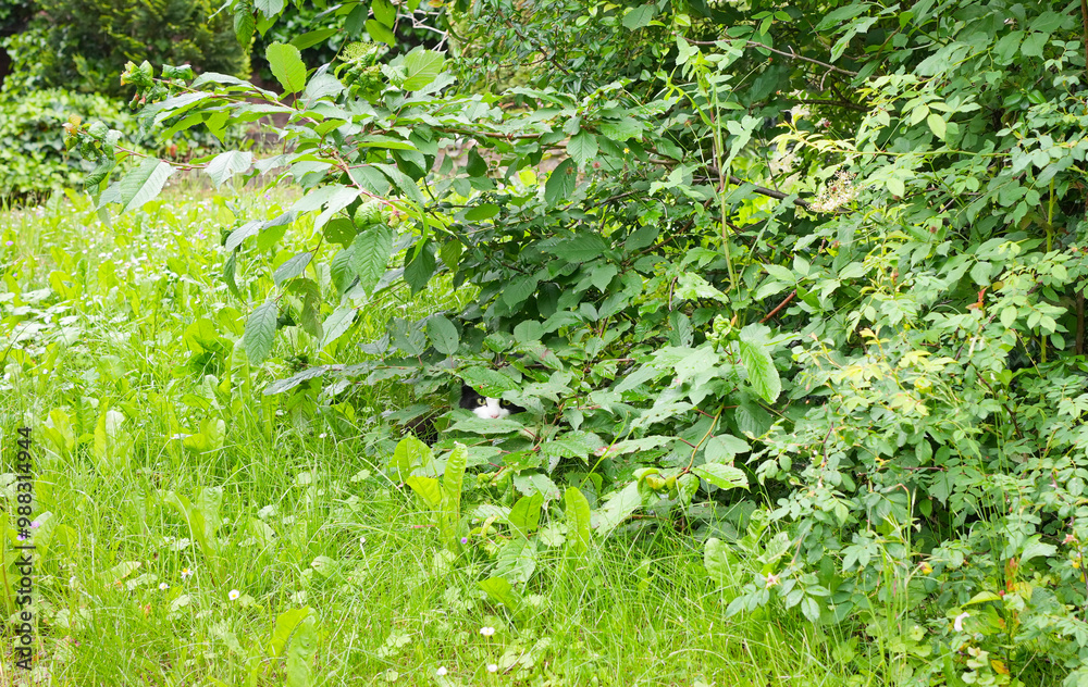 Fototapeta premium Cat hiding in the bushes