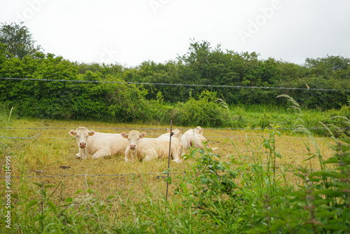 cows in the field