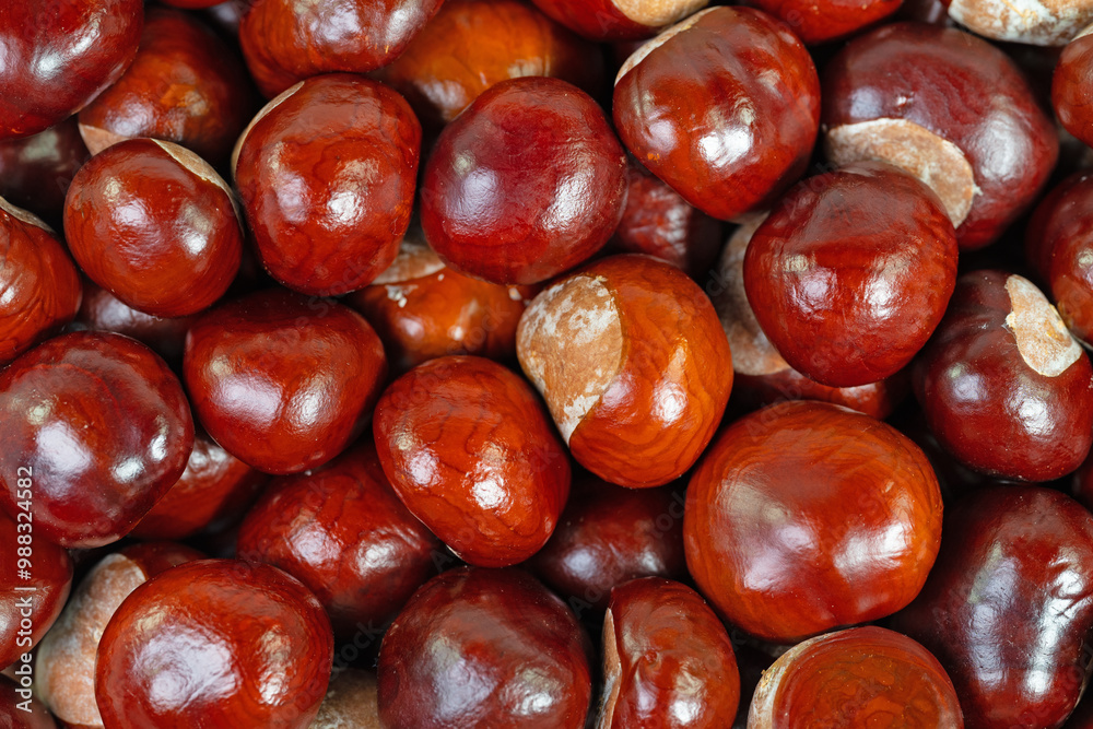 Rosskastanien, Aesculus hippocastanum, Nahaufnahme