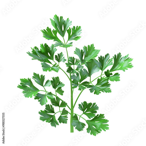 Fresh Green Parsley Sprig