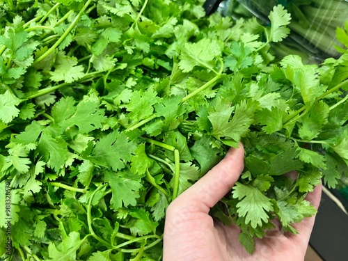Hand choosing coriander on market