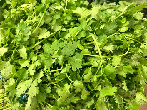 Green wansui or coriander photo