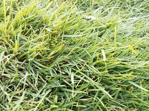 Wallpaper Mural close up of green grass Torontodigital.ca