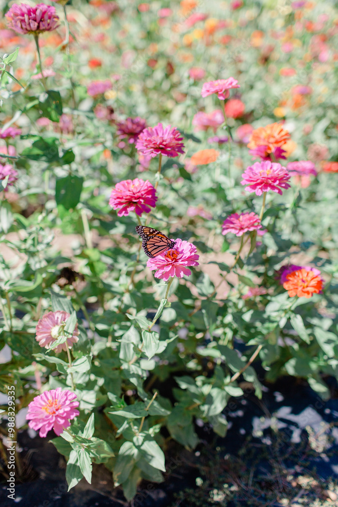 Vibrant pink and fuchsia zinnias Vibrant pink and fuchsia zinnias