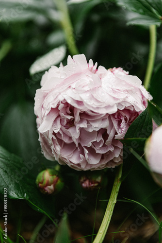 Pink Peony with Rain Drops photo