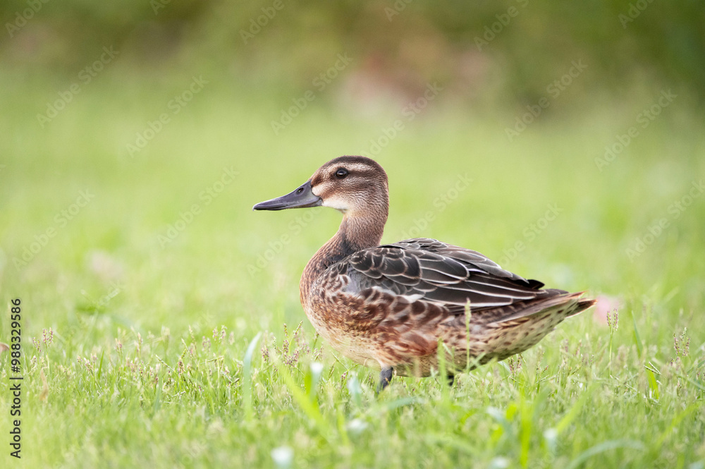 Whooping duck (lat. Mareca strepera) is a species of the duck family Whooping duck (lat. Mareca strepera) is a species of the duck family