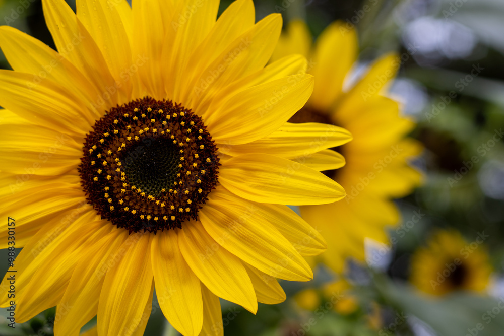 Bright yellow sunflower in full bloom with another in the background Bright yellow sunflower in full bloom with another in the background